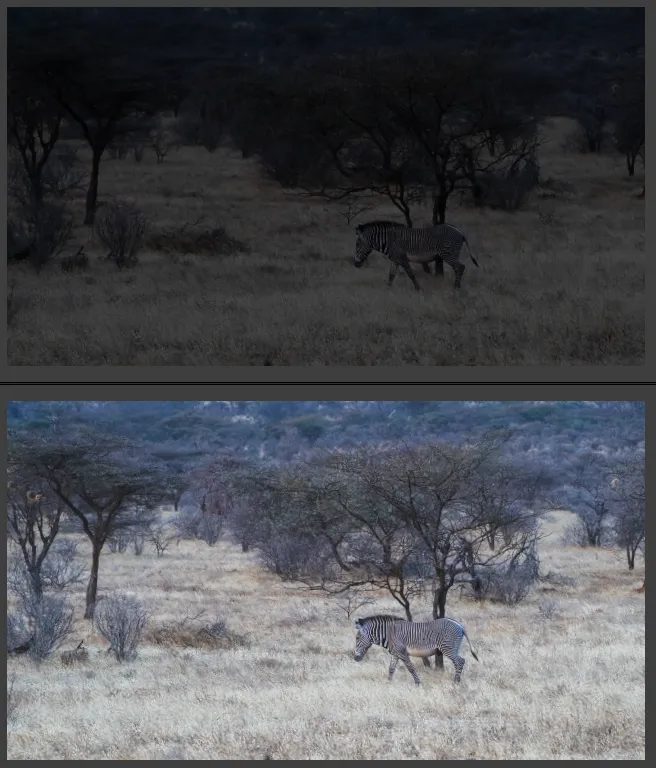 黑白的斑马真的需要调色吗