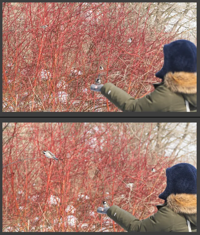 反正都是拍小鸟